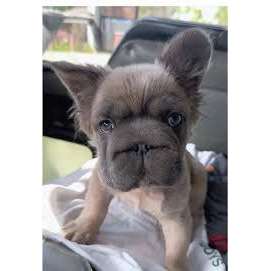Was haben wir aus dem Hund gemacht?-Beitrag-Bild