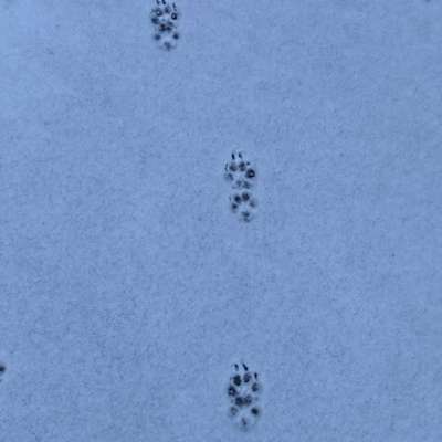 Gangbild/-analyse-Beitrag-Bild