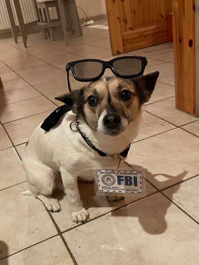 33. Handy Foto Challenge - Verkleidung deines Hundes-Beitrag-Bild