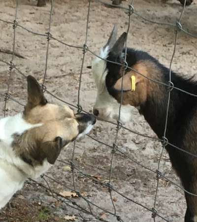 63. Handyfotochallenge   * Nase dran ! *-Beitrag-Bild