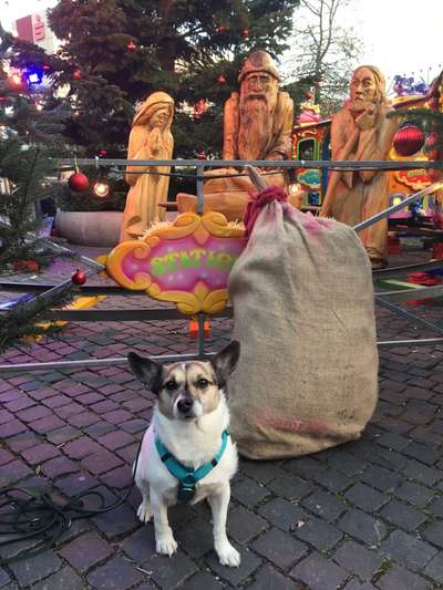 ✨ Hunde auf Weihnachtsmärkten – ja oder nein? ✨-Beitrag-Bild