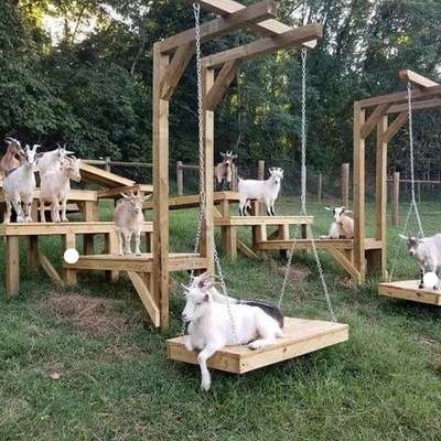 Der perfekte Hundegarten-Beitrag-Bild