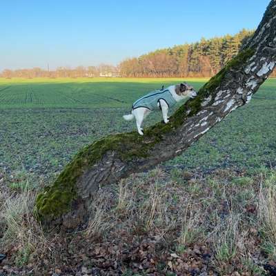Wie heißen eure Gassi-Runden und warum?-Beitrag-Bild