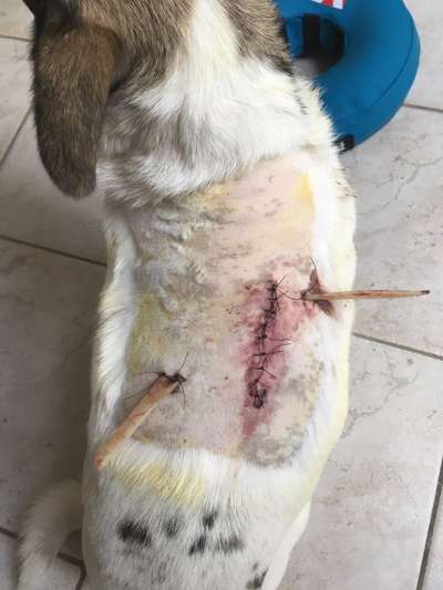 Zwerghunde und die "bösen Grossen"-Beitrag-Bild