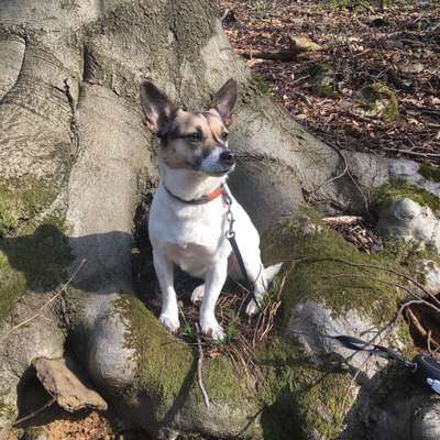 Dogorama Photo Challenge - Märchenwald-Beitrag-Bild