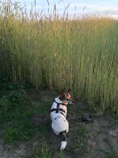 Die wunderschöne Welt mit Hund.-Beitrag-Bild