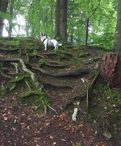 Foto -Challenge  Thema : Dein Hund Im Wald-Beitrag-Bild