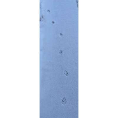 Gangbild/-analyse-Beitrag-Bild