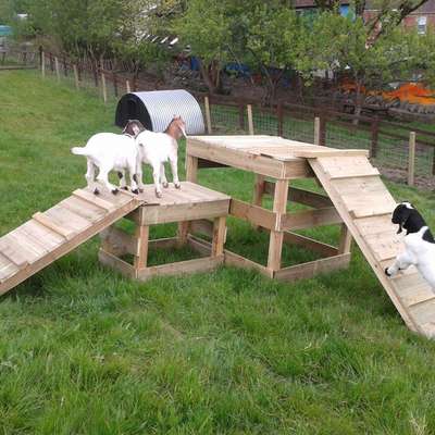 Der perfekte Hundegarten-Beitrag-Bild