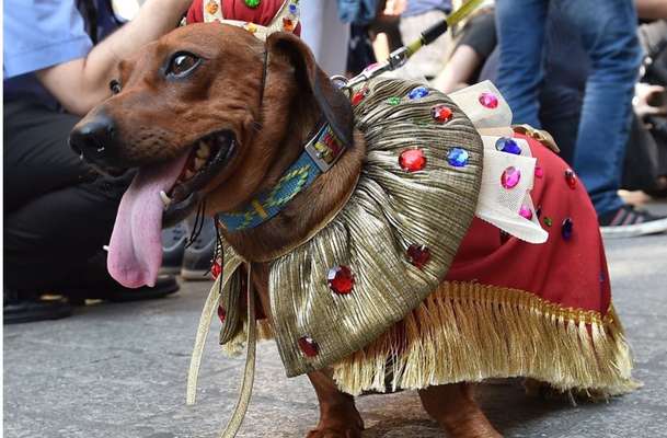 Große Dackel-Parade in Regensburg geplant - Was denkt ihr?-Beitrag-Bild