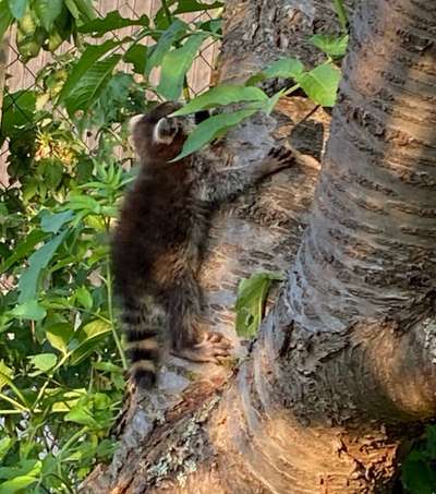 Waschbären, Gefahr für Hunde?-Beitrag-Bild
