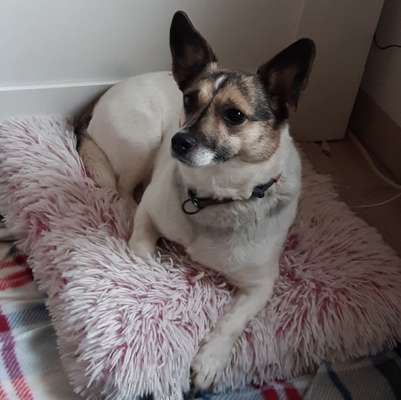 eure Spitznamen für die Vierbeiner-Beitrag-Bild