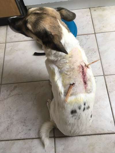 Verhalten bei Beissattacke-Beitrag-Bild