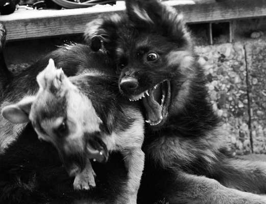 FOTO CHALLENGE 77 - Dein Hund im Spiel-Beitrag-Bild