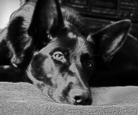 Foto-Challenge 76: Foto in Schwarz-Weiss-Beitrag-Bild