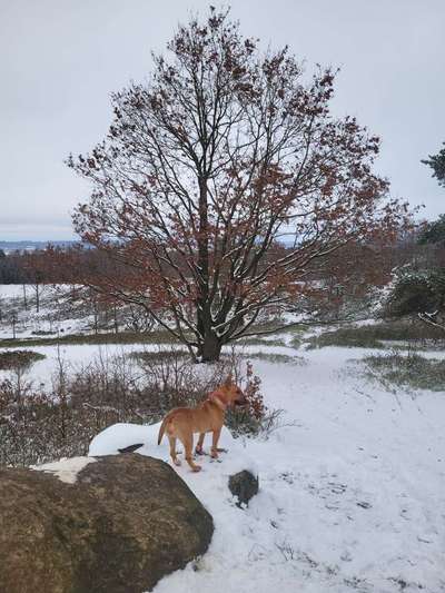 Der erste Schnee, zeigt uns eure tollen Schneemomente-Beitrag-Bild