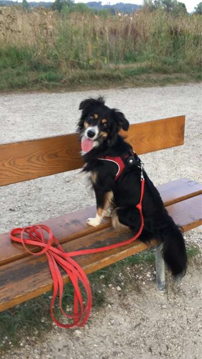 Aussies-Beitrag-Bild