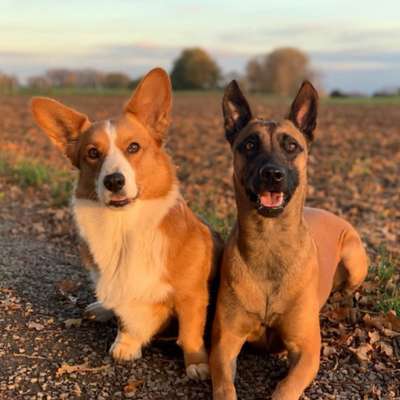 Hundetreffen-spielen, spazieren und trainieren-Bild
