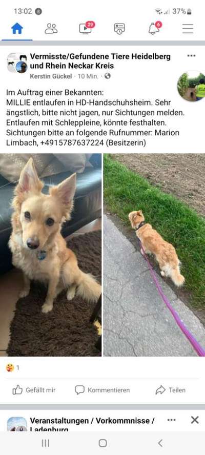 Suchmeldung-Millie-Bild