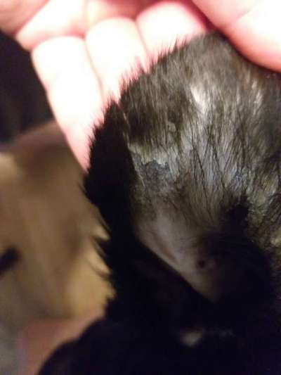 Schorf im Ohr-Beitrag-Bild