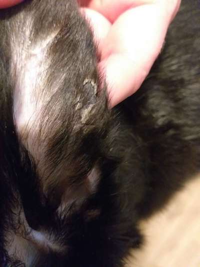 Schorf im Ohr-Beitrag-Bild