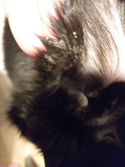 Schorf im Ohr-Beitrag-Bild