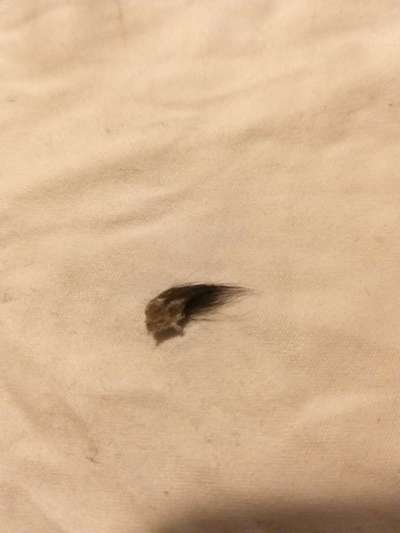 Schorf im Ohr-Beitrag-Bild