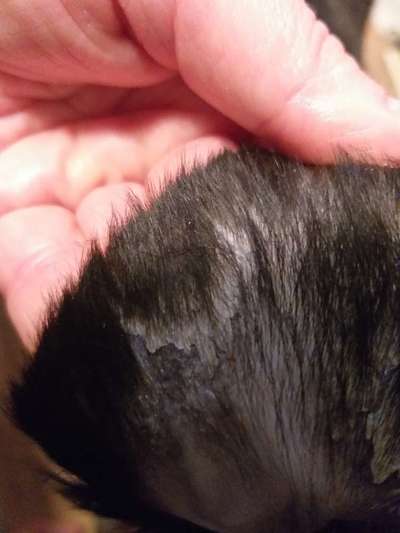 Schorf im Ohr-Beitrag-Bild