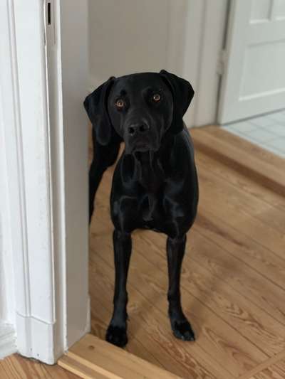 Hundetreffen-gemeinsame Spaziergänge-Bild