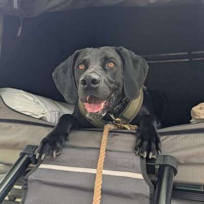 Hundetreffen-Dachzelt Abenteuer-Bild