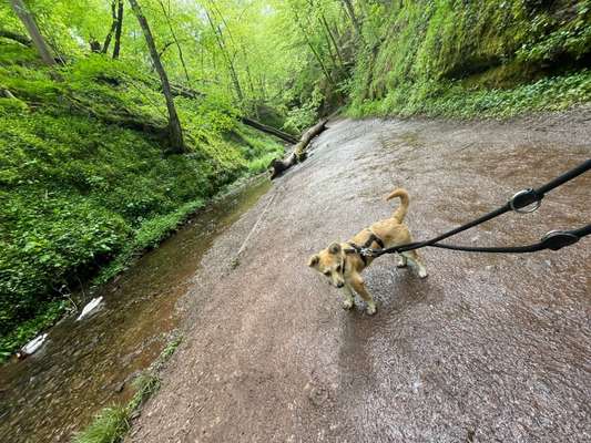 Dogorama-Monats-Challenge-Mai "Wasser"-Beitrag-Bild