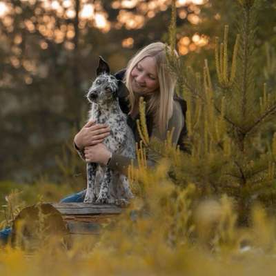 Hundetreffen-Training Hundebegegnung, Gassi gehen