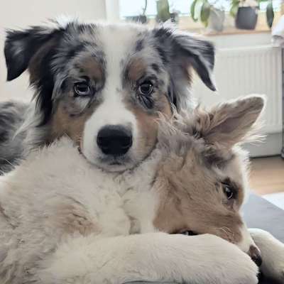 Hundetreffen-ADHD Aussie-Profilbild
