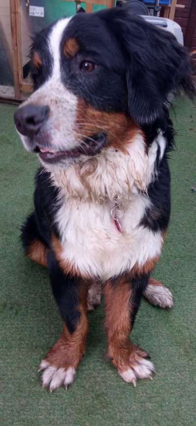 Berner Sennen-Beitrag-Bild