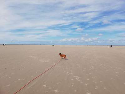 Hundeauslaufgebiet-Hundestrand Sankt-Peter Ording-Bild