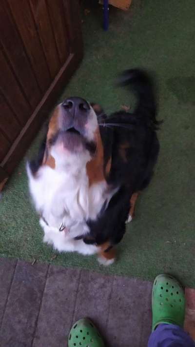 Berner Sennen-Beitrag-Bild