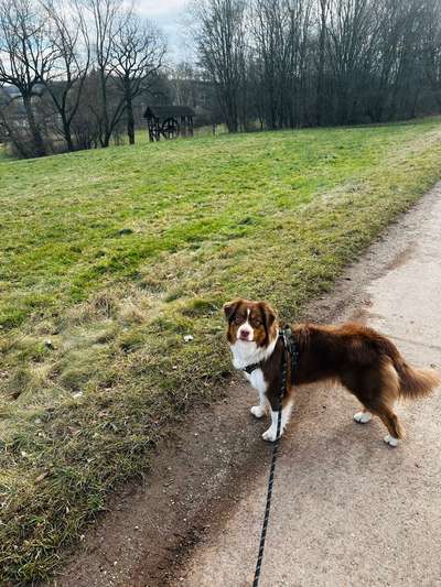 Hundetreffen-Spaziergänge/Hundebegegnungen-Bild