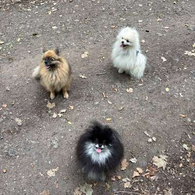 Brauchen wir getrennte Auslaufflächen für kleine Hunde? 🐶-Beitrag-Bild