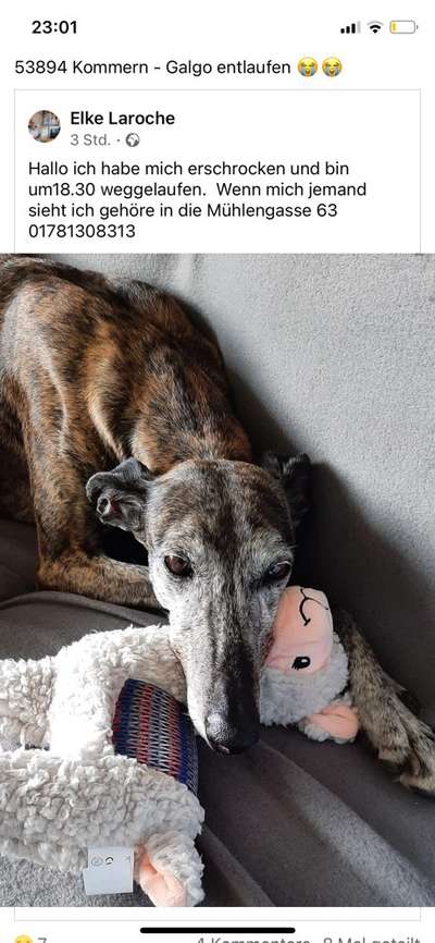 Windhunde - Treffen der besonderen Schönheiten
HERZLICH WILLKOMMEN-Beitrag-Bild