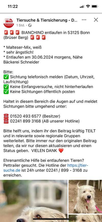 Entlaufene, Gefundene und Vermisste Hunde-Beitrag-Bild