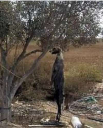 Windhunde - Treffen der besonderen Schönheiten
HERZLICH WILLKOMMEN-Beitrag-Bild