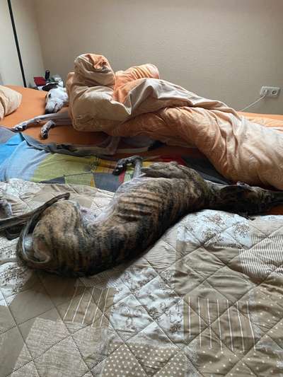 Windhunde - Treffen der besonderen Schönheiten
HERZLICH WILLKOMMEN-Beitrag-Bild