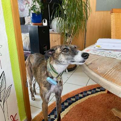 Windhunde - Treffen der besonderen Schönheiten
HERZLICH WILLKOMMEN-Beitrag-Bild