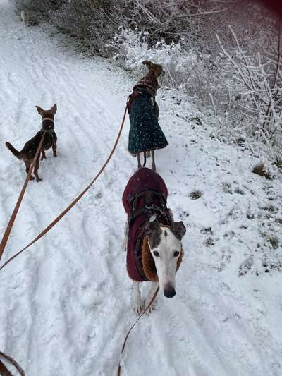 Windhunde - Treffen der besonderen Schönheiten
HERZLICH WILLKOMMEN-Beitrag-Bild