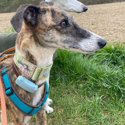 Windhunde - Treffen der besonderen Schönheiten
HERZLICH WILLKOMMEN-Beitrag-Bild