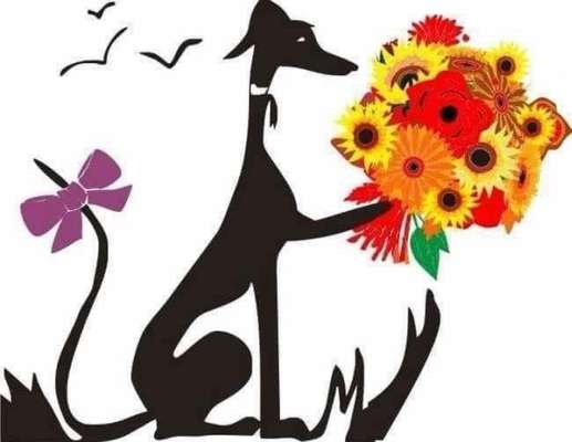 Windhunde - Treffen der besonderen Schönheiten
HERZLICH WILLKOMMEN-Beitrag-Bild