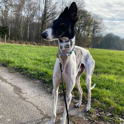 Windhunde - Treffen der besonderen Schönheiten
HERZLICH WILLKOMMEN-Beitrag-Bild