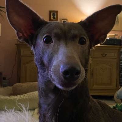 Podenco/Mischlinge hier? :-)-Beitrag-Bild