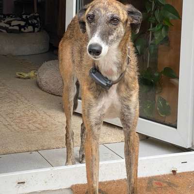 Windhunde - Treffen der besonderen Schönheiten
HERZLICH WILLKOMMEN-Beitrag-Bild