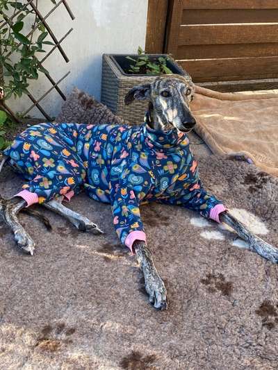 Windhunde - Treffen der besonderen Schönheiten
HERZLICH WILLKOMMEN-Beitrag-Bild